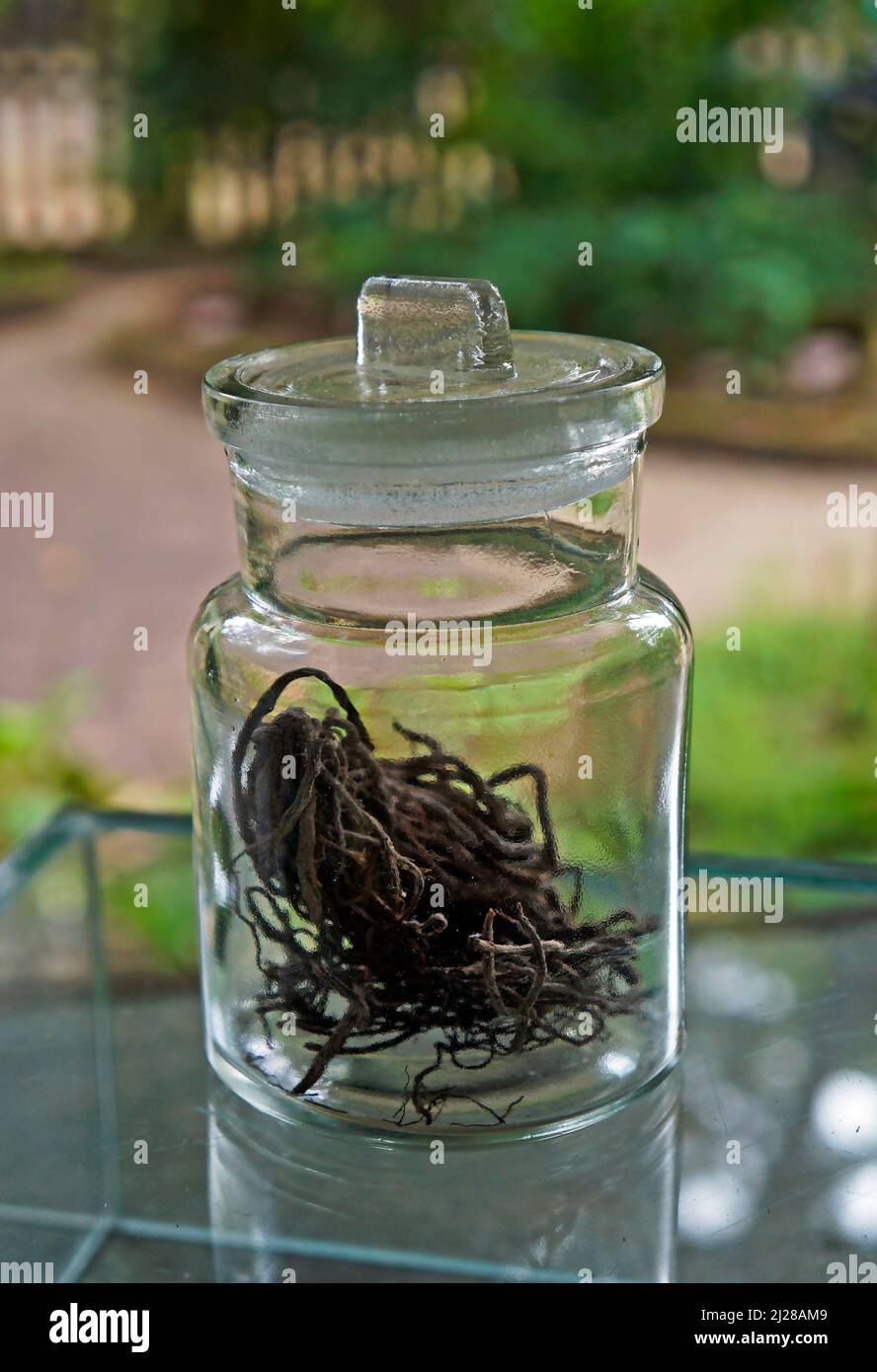 Glasgefäß mit getrockneten Wurzeln Stockfoto