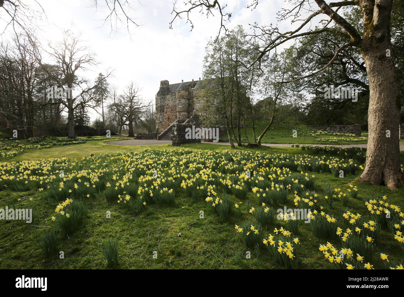 Rowallan Castle, Ayrshire, Schottland, Großbritannien . Frühling mit einem Feld von Narzissen rund um die alte Burg Stockfoto