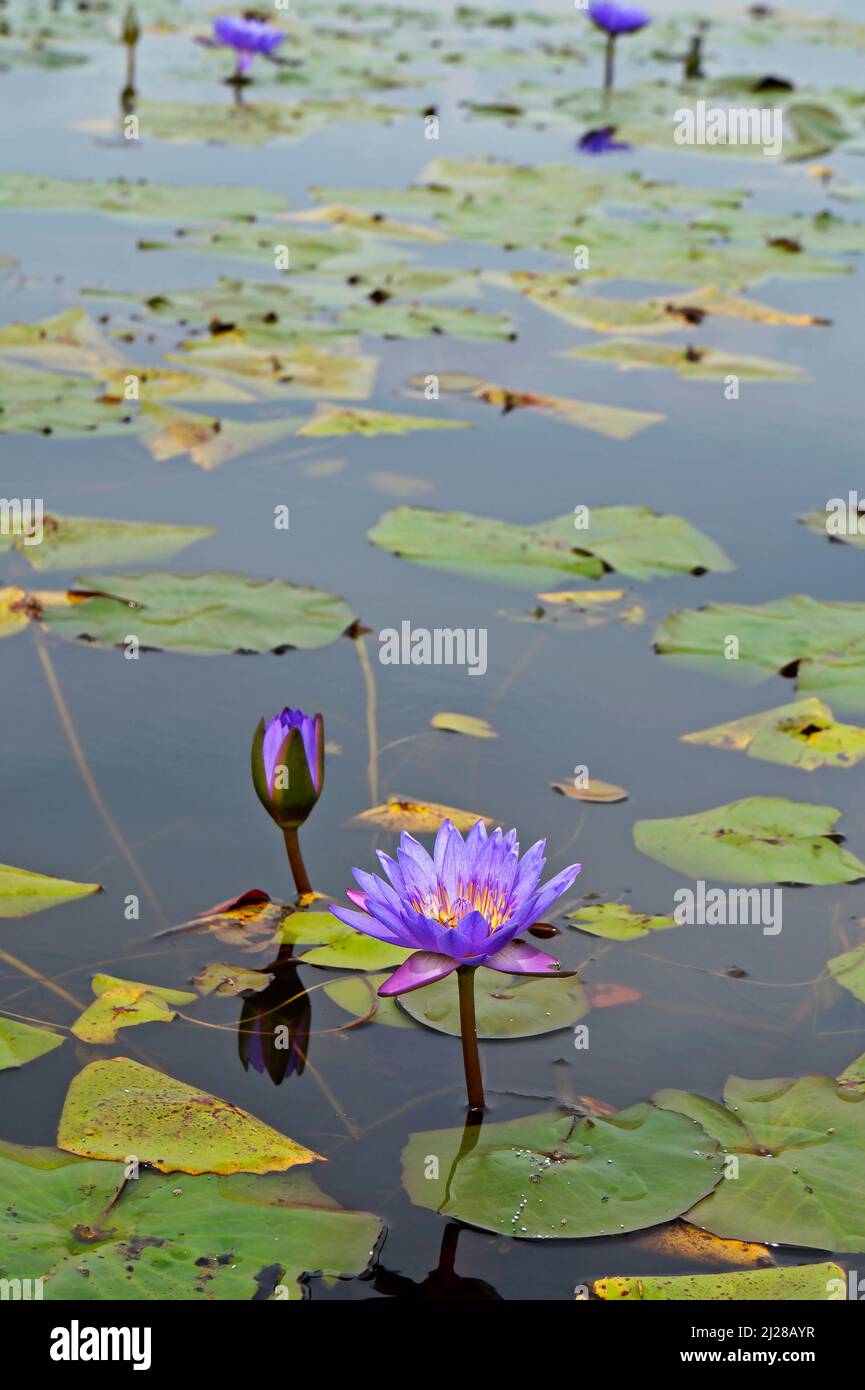 Heiliges blaues Seerosenblüten (Nymphaea caerulea) auf dem See Stockfoto