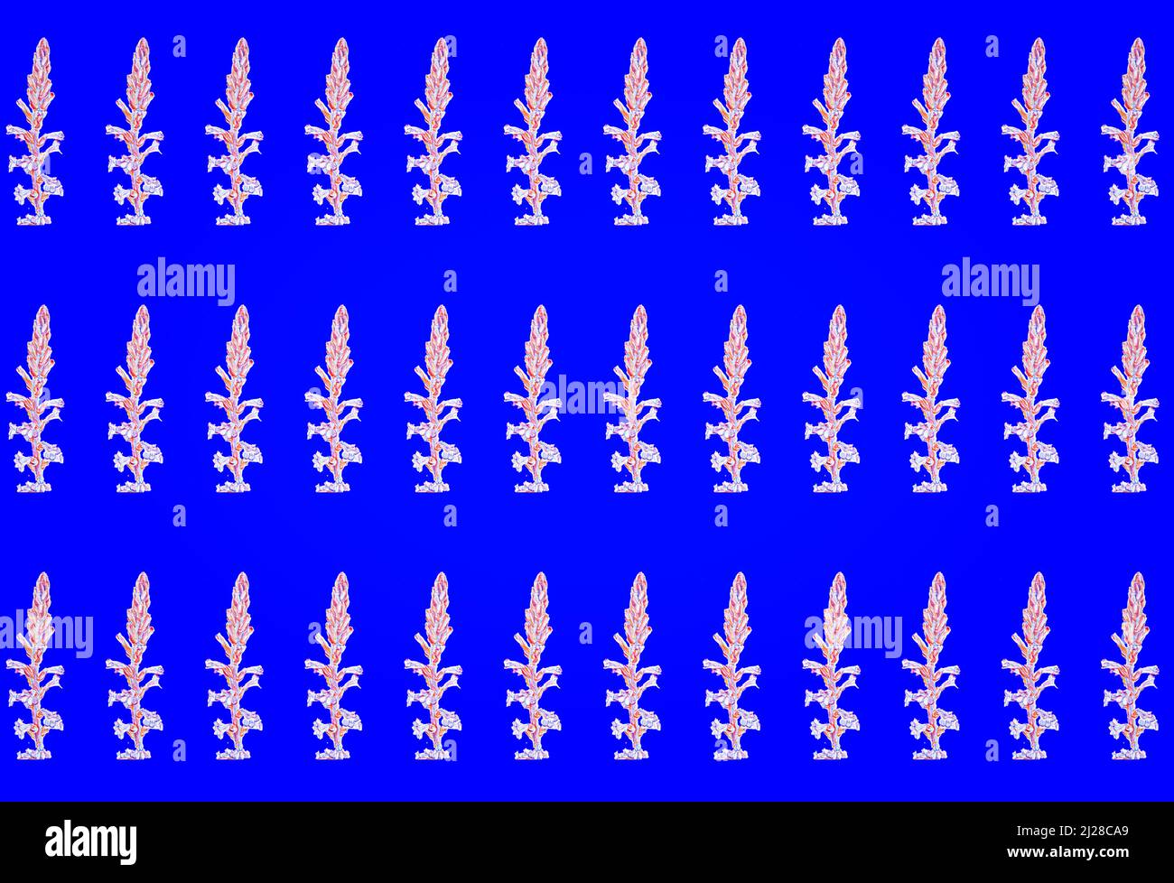 Ein nahtloses Muster mit Orobanche Ramosa Blumen aus dem Jahr 3D Stockfoto