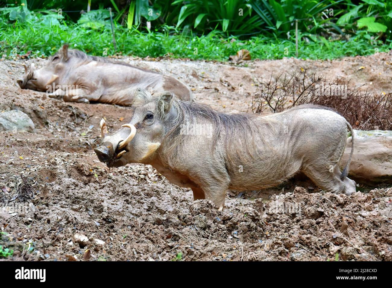 Wüstenwarthog, Wüstenwarzenschwein, Phacochoerus aethiopicus, sivatagi