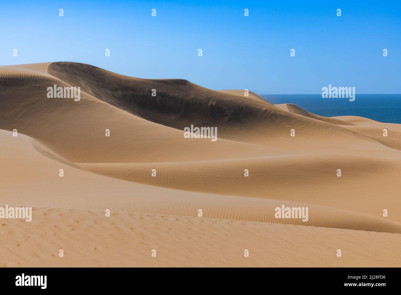 Namibia, die Namib-Wüste, Landschaft aus gelben Dünen, die ins Meer fallen, der Wind weht auf dem Sand Stockfoto