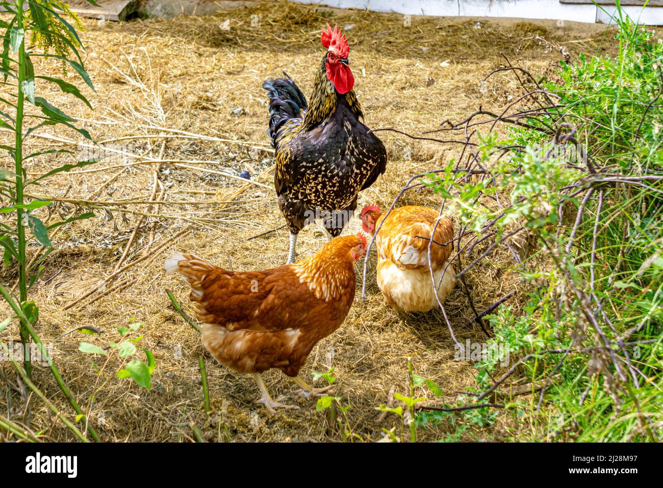 Eine Nahaufnahme von zwei Arten von Hühnerrassen für den kleinen Bauernhof oder Hinterhof. Stockfoto