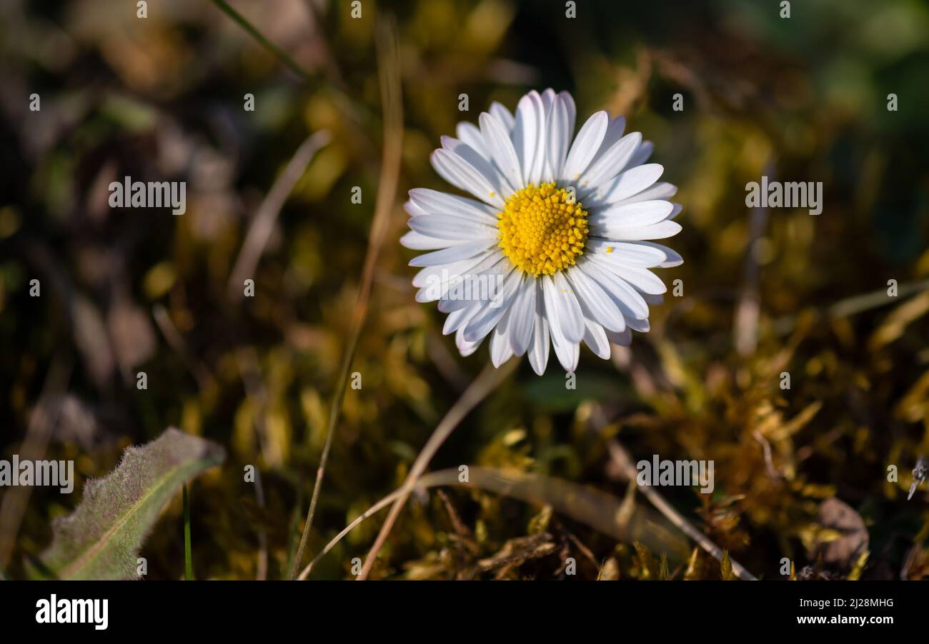 Nahaufnahme einer Gänseblümchen (bellis perennis) bei Sonnenuntergang, die die Rückkehr des Frühlings ankündigt. Stockfoto