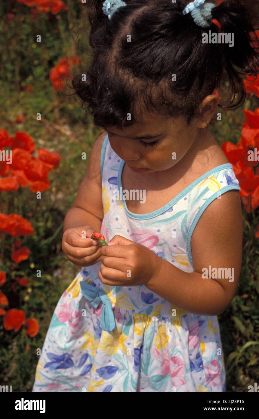 Kleines Mädchen auf dem Gebiet der Mohnblumen, das die Blumen studiert, England Stockfoto