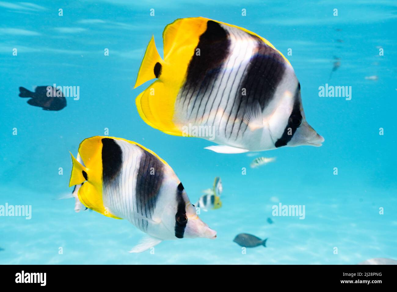 Schmetterlingsfische schwimmen in der tropischen Lagune von Moorea, Französisch-Polynesien Stockfoto