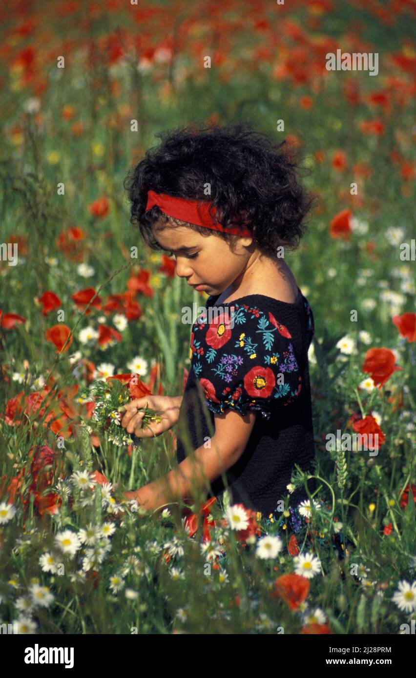 Kleines Mädchen im Mohnfeld, England Stockfoto
