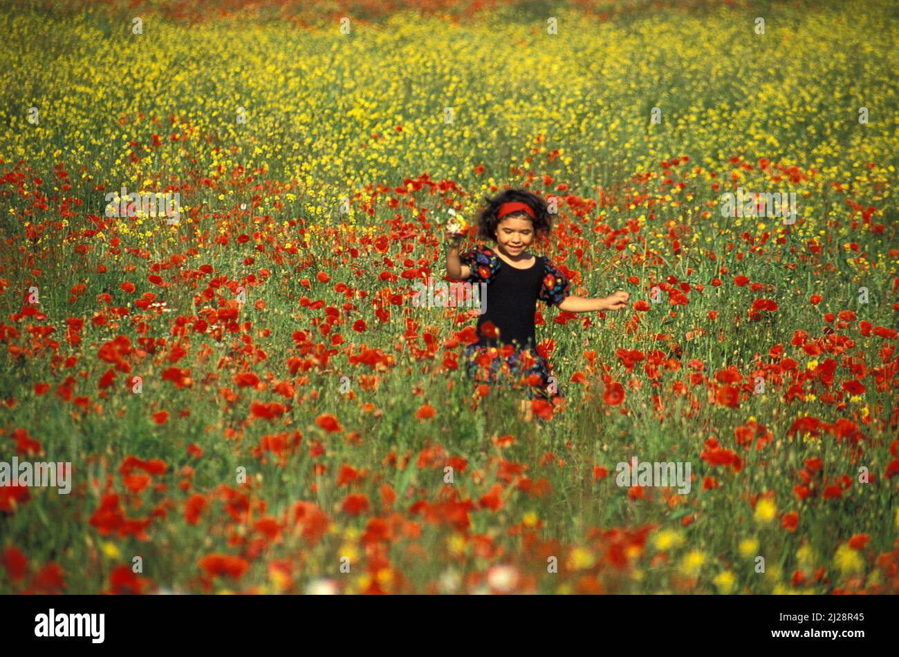 Kleines Mädchen im Mohnfeld, England Stockfoto