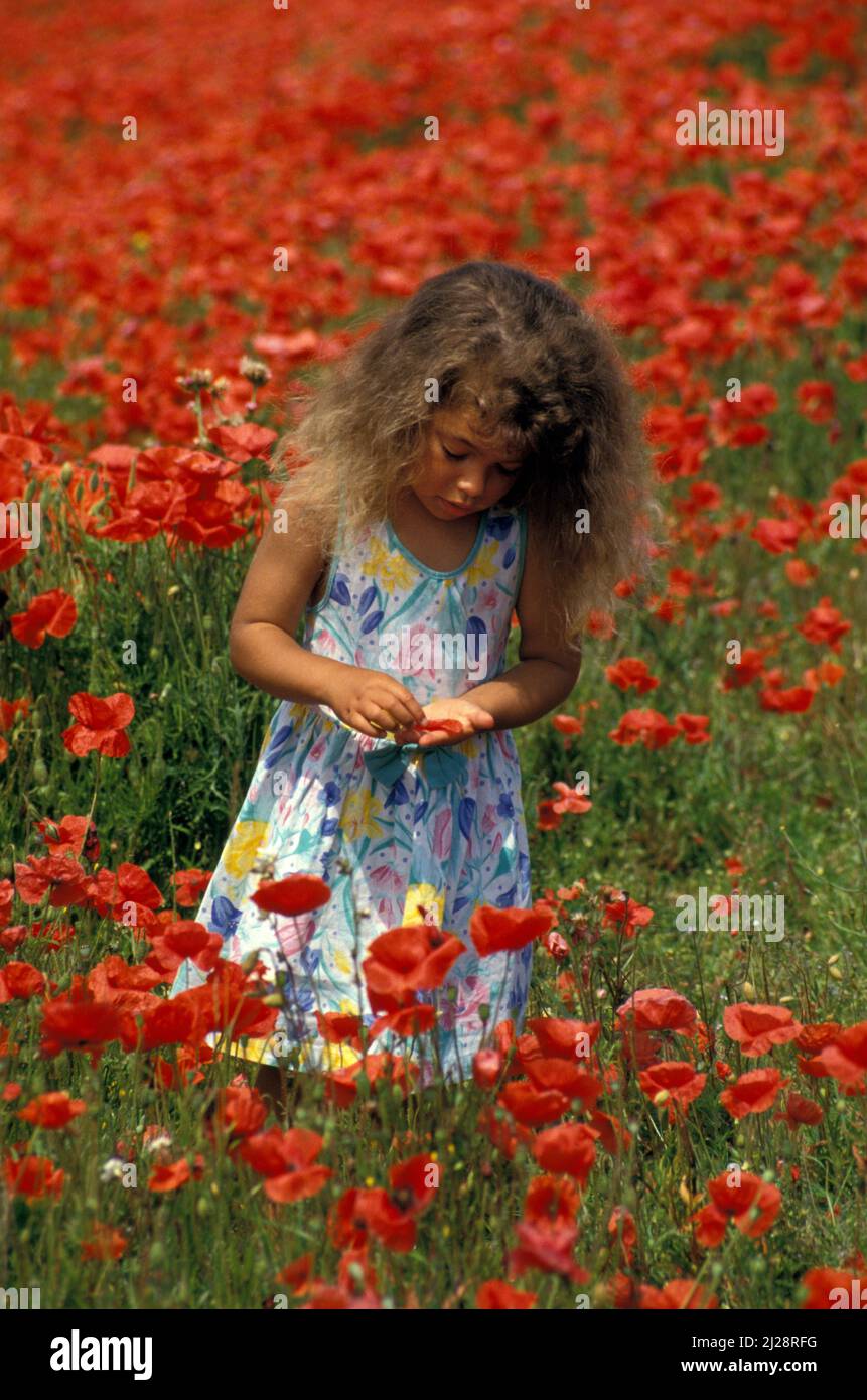 Kleines Mädchen im Feld der Mohnblumen, die die Blumen erkunden, England Stockfoto