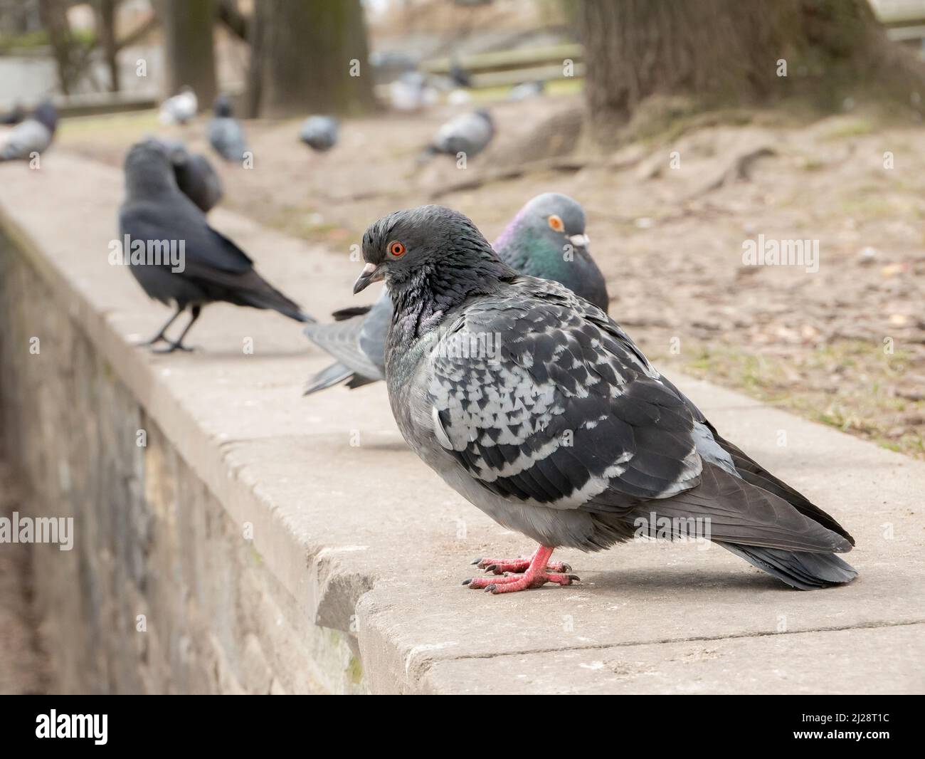 Feral Taube, gewöhnliche graue Stadttaube, Vögel in der Stadt aus der Nähe, urbane Vögel Gruppe einfache Nahaufnahme, Detail. Tiere aus der Nähe, Stadtfauna Konzept, nobod Stockfoto