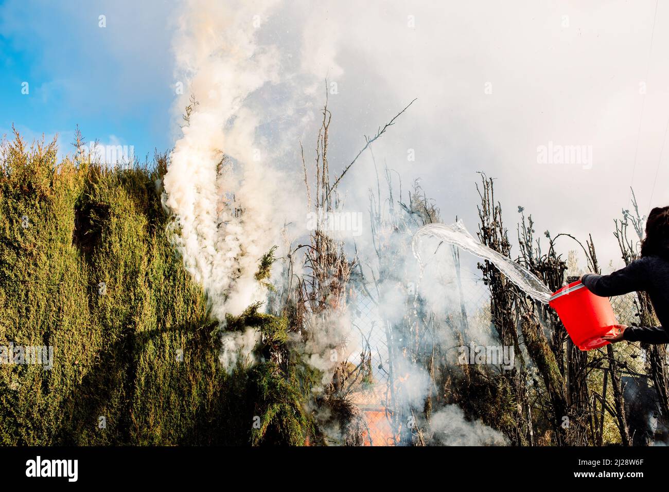 Eine Person versucht, ein Baumfeuer mit Eimern Wasser im Notfall zu löschen. Stockfoto