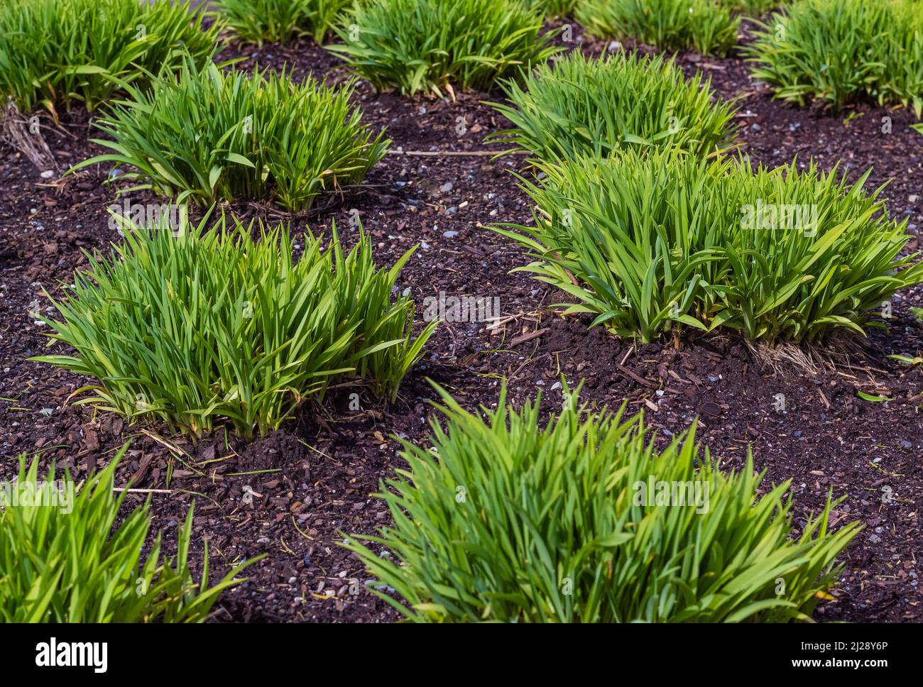 Neue Ziergräser im Frühjahr. Green Lawn in landschaftlich gestalteter formeller Garten. Niemand, selektiver Fokus, Konzept Foto-Gartenarbeit Stockfoto