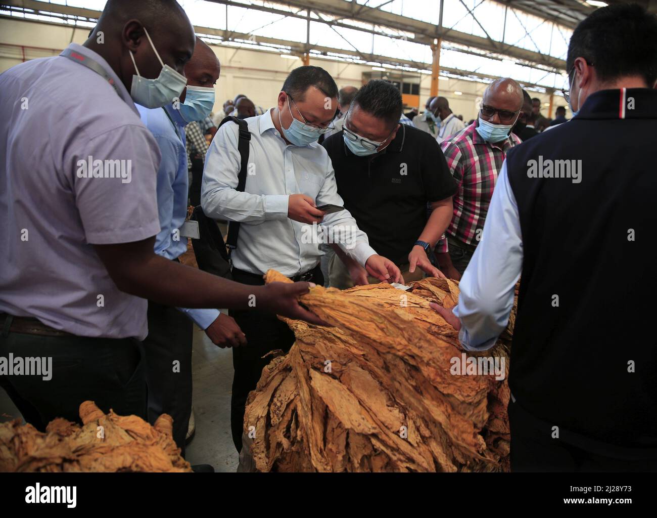 Harare, Simbabwe. 30. März 2022. Käufer untersuchen Tabakblätter am Eröffnungstag der Tabakauktionssaison in Simbabwe am 30. März 2022 auf dem Tabakverkauf Floor in Harare, Simbabwe. Simbabwes Tabakauktionssaison 2022 wurde am Mittwoch offiziell eröffnet, und dieses Jahr wird ein qualitativ hochwertiges Tabakblatt erwartet. Quelle: Shaun Jusa/Xinhua/Alamy Live News Stockfoto