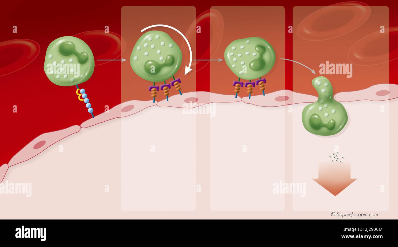 Immunzellrekrutierung Stockfoto