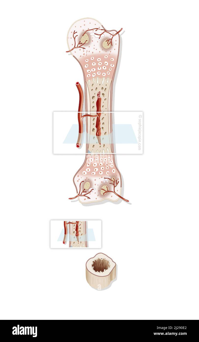 Knochenstruktur bei der Geburt Stockfoto