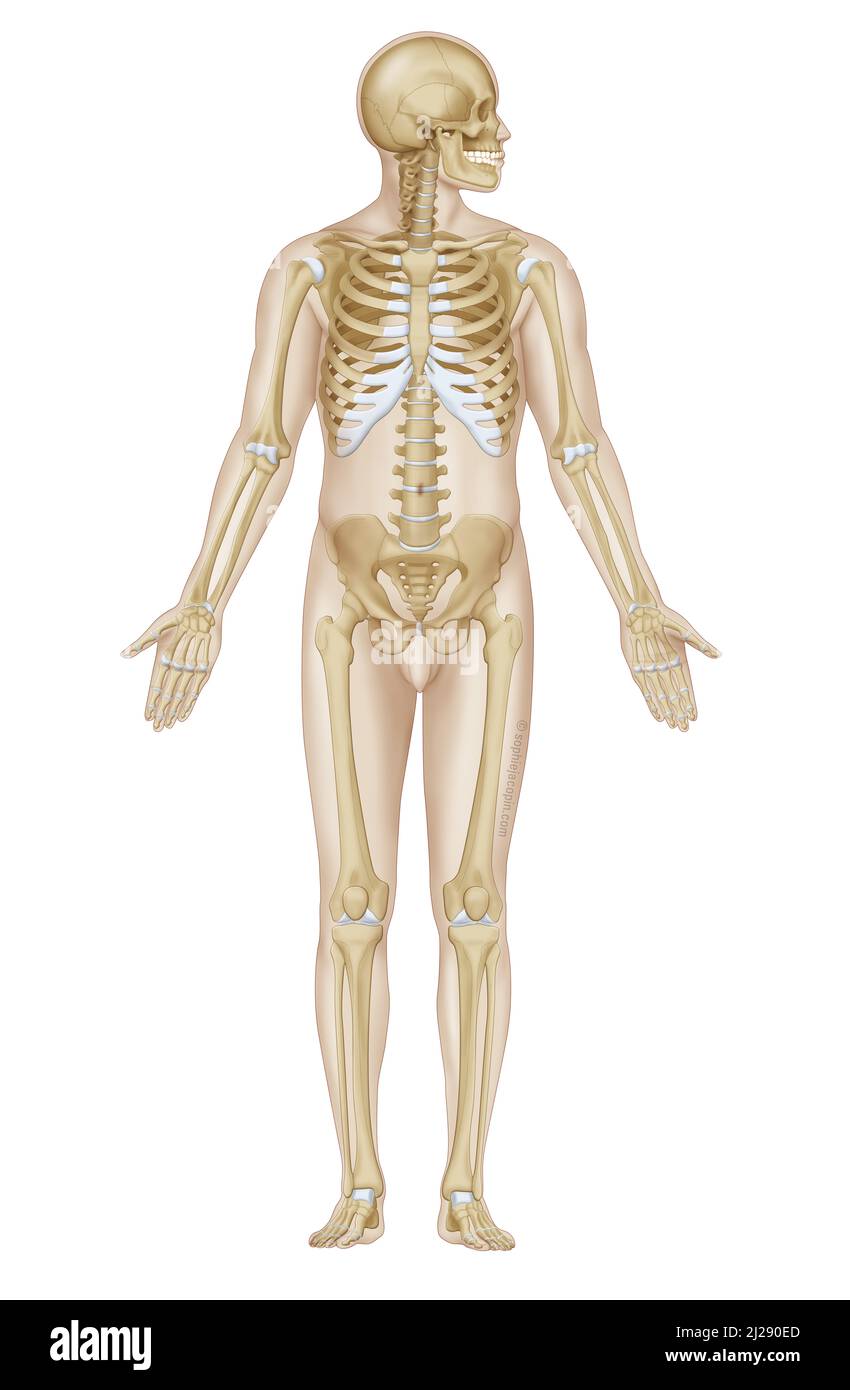Skelett eines Erwachsenen Stockfoto