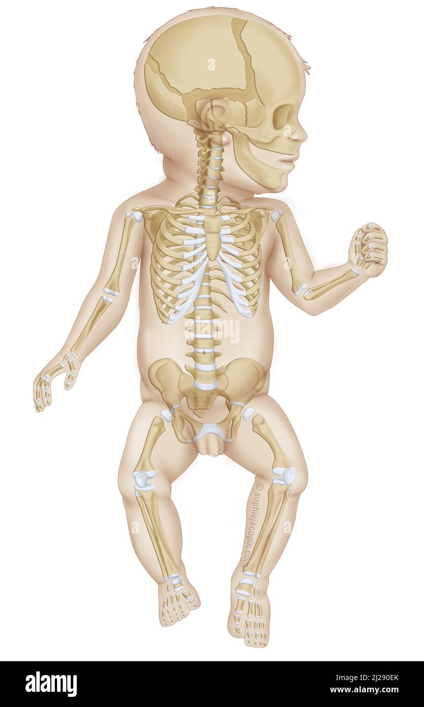 Skelett für Kleinkinder Stockfoto