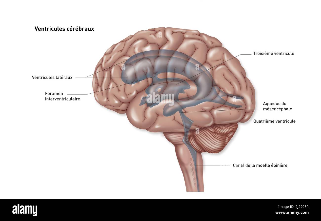 Hirnventrikel Stockfoto