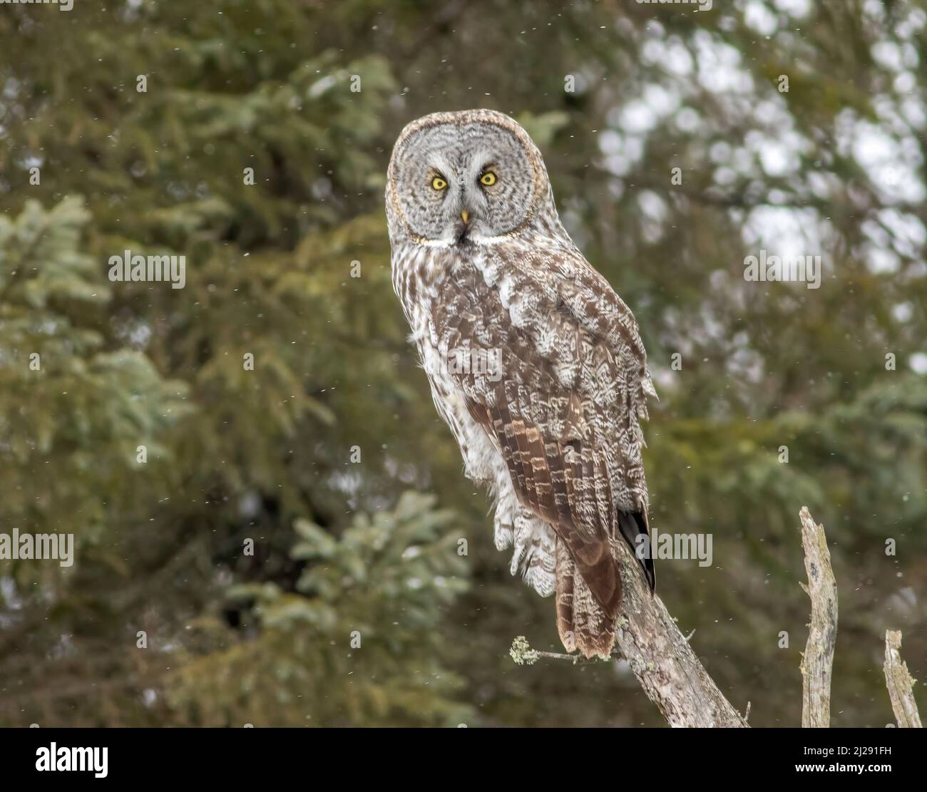 Im Winter steht eine große graue Eule auf einem toten Baum in Sax Zim Bog Minnesota Stockfoto