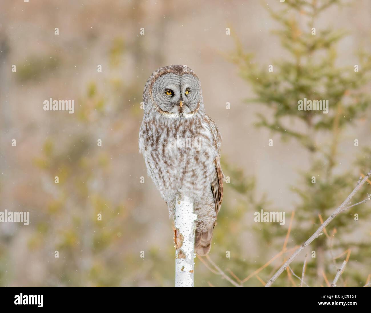 Im Winter steht eine große graue Eule auf einem toten Baum in Sax Zim Bog Minnesota Stockfoto