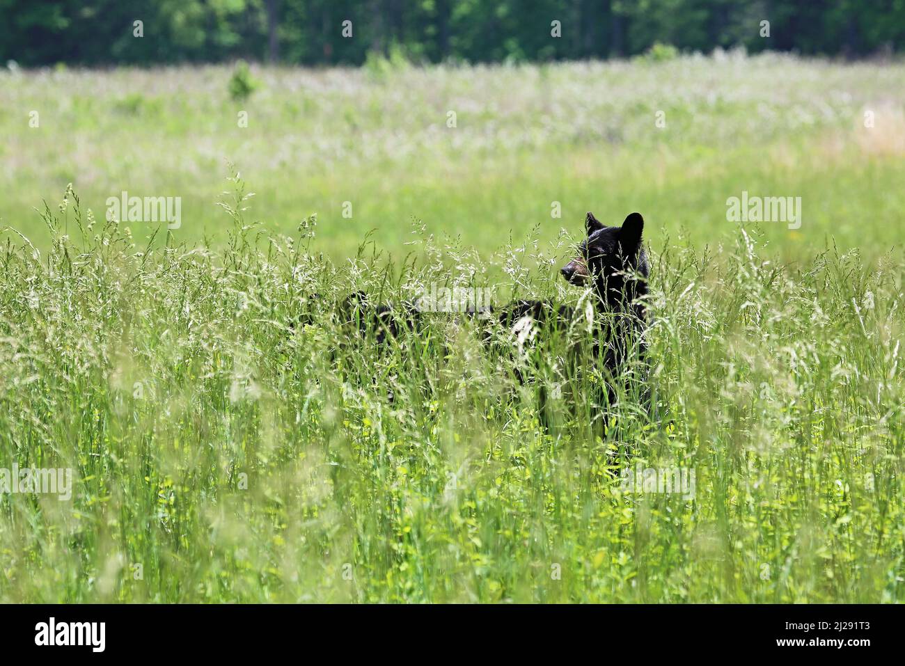 Babybär im Gras - Tennessee Stockfoto