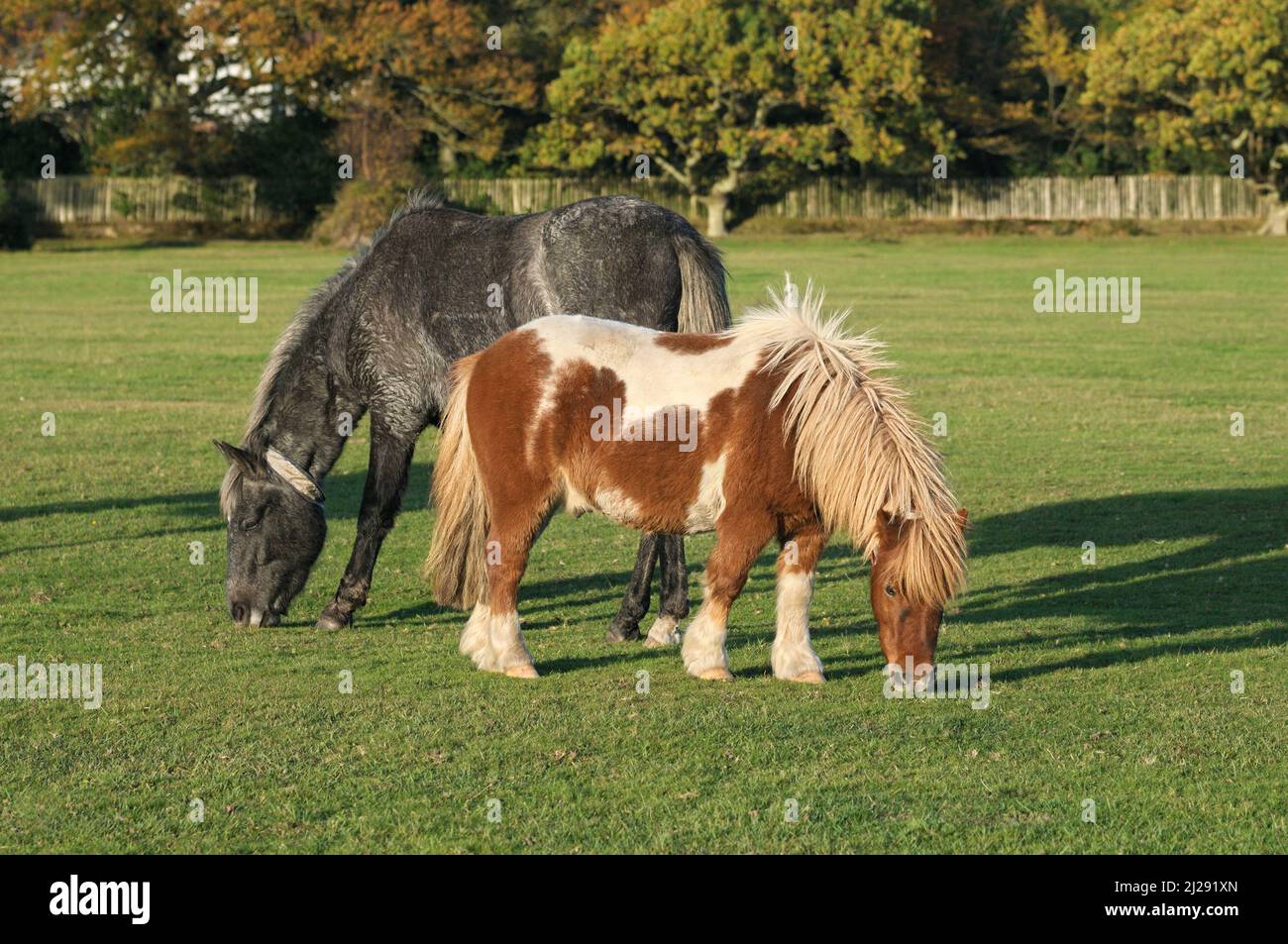 Zwei New Forest Ponys, die bei Sonnenschein auf offenem Grasland grasen oder sich gemeinsam ernähren, Brockenhurst, New Forest National Park, Hampshire, England, Großbritannien Stockfoto