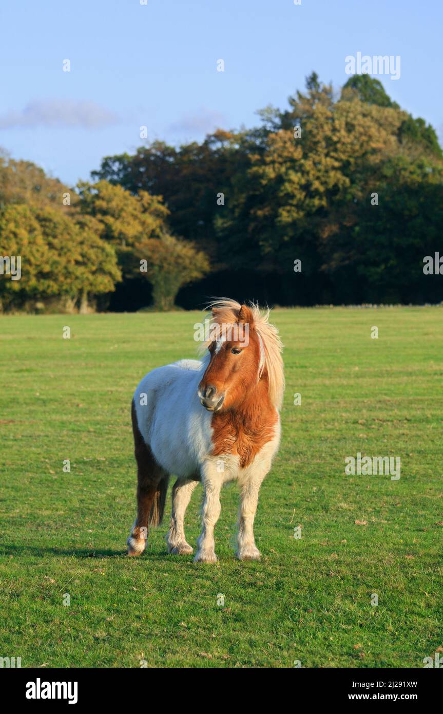 New Forest Pony auf offenem Grasland bei Sonnenschein, Brockenhurst, New Forest National Park, Hampshire, England, Großbritannien Stockfoto