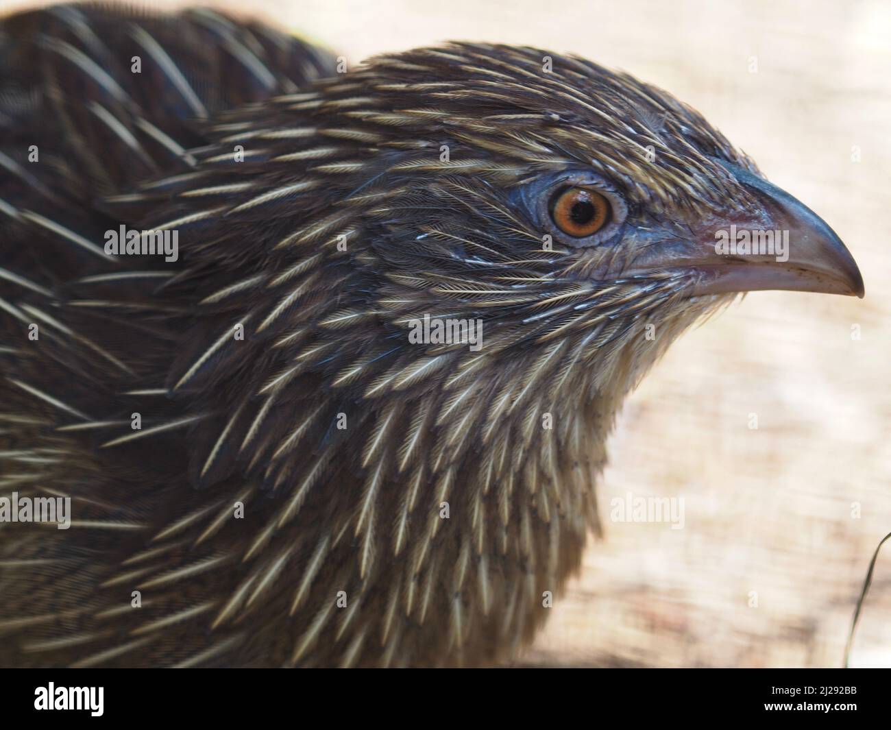 Prächtige, fesselnde weibliche Fasan Coucal mit hellen Augen und atemberaubendem Gefieder. Stockfoto