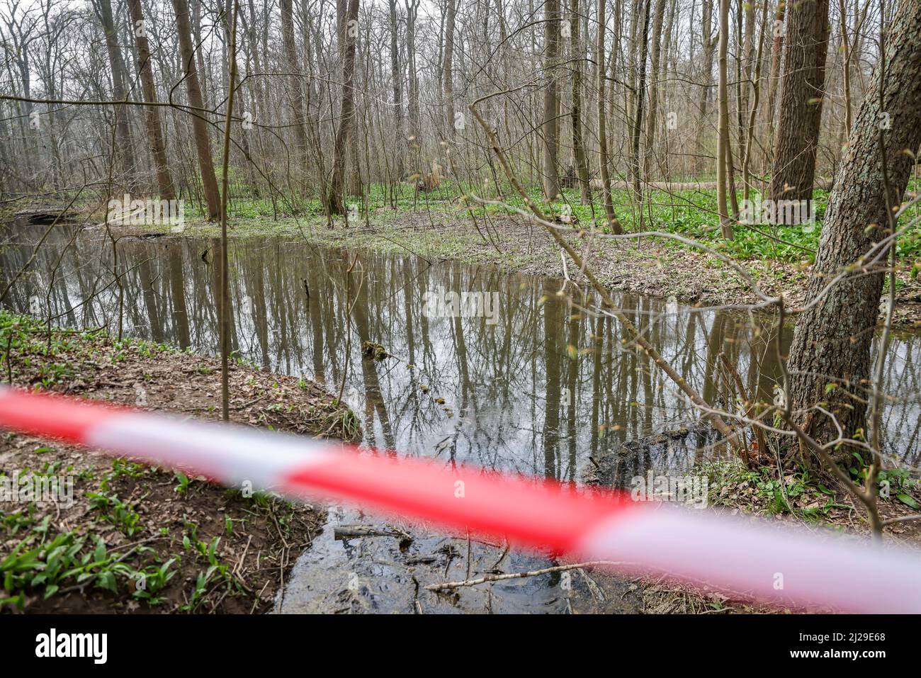 29. März 2022, Sachsen, Leipzig: Ein Teil des künstlich überfluteten Leipziger Auenwaldes wird mit Flatterband abgesperrt. Im Rahmen des Langzeitprojekts „Paußnitzhochwasser“ wird eine Fläche von knapp fünf Hektar im Naturschutzgebiet (NSG) „Elster- und Pleißeauwald“ jährlich 14 Tage lang überflutet. Die bisherigen Ergebnisse waren positiv: Der Baumbestand umfasst zunehmend für den Auenwald typische Gehölze, wie die Feldelme. Außerdem können feuchtigkeitsliebende Schnecken- und Käferarten beobachtet werden. Foto: Jan Woitas/dpa-Zentralbild/ZB Stockfoto