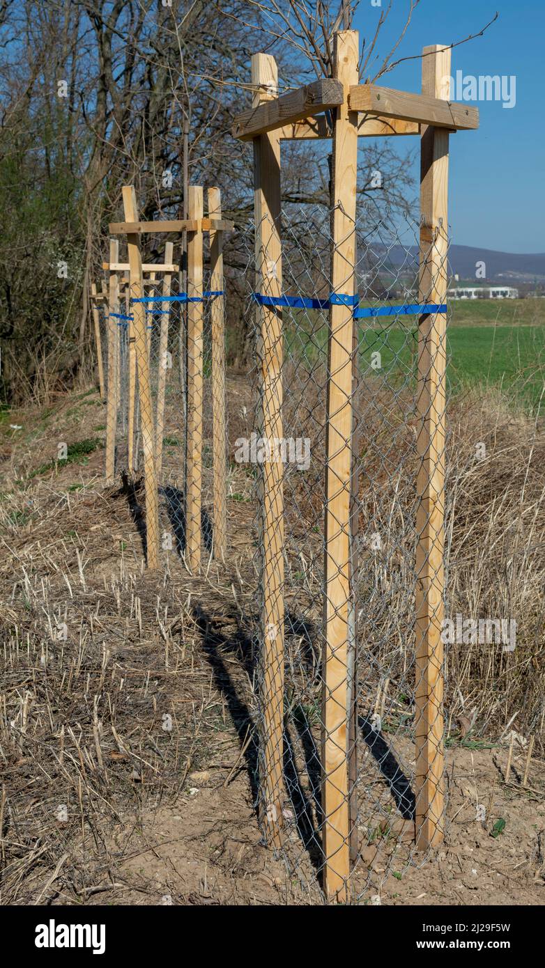 Netzbaummütze schützen jungen Baum vor Schäden durch die Tierwelt. Sämling oder Pflanzling mit Metalldraht-Schutzgitter eingezäunt. Stockfoto