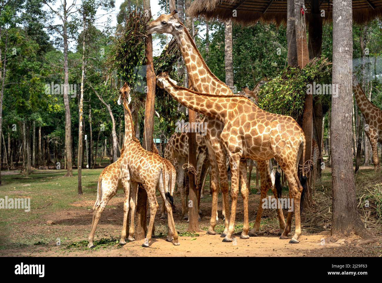 Giraffe im Safari Park, Phu Quoc, Vietnam. Stockfoto