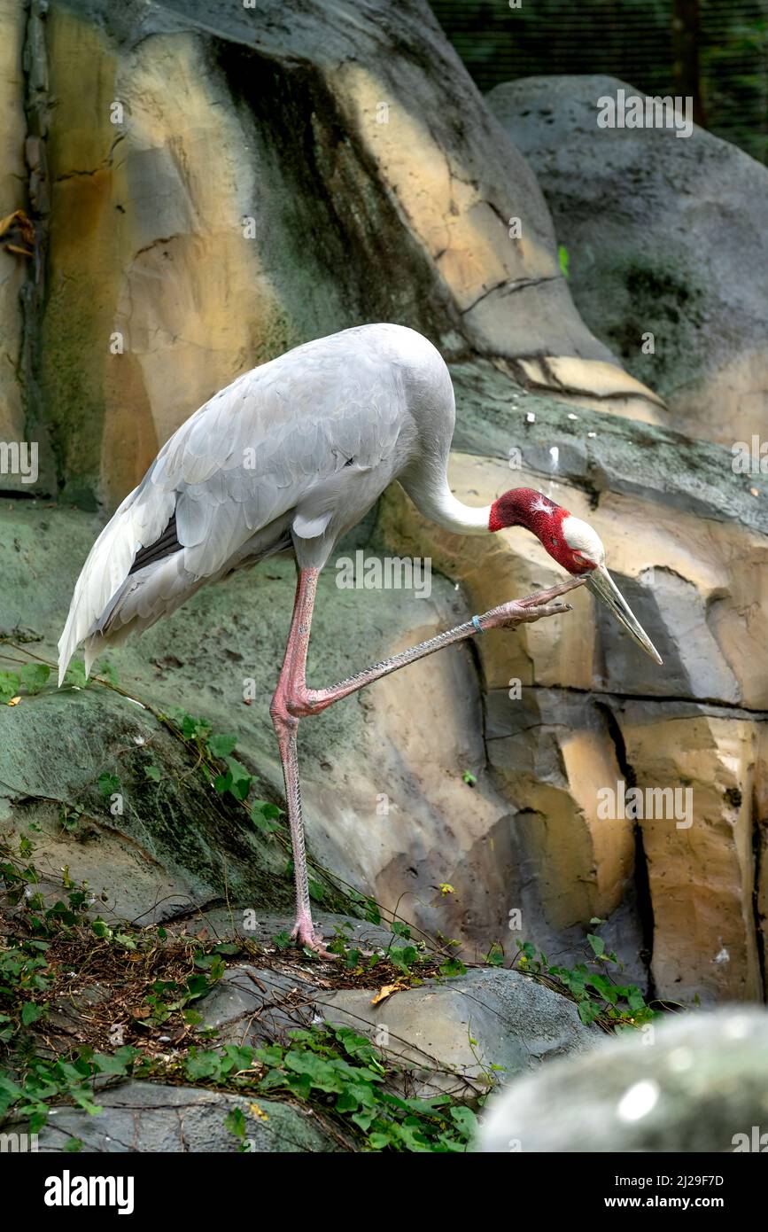 Rotkronenkran im Zoo in Phu Quoc, Vietnam Stockfoto