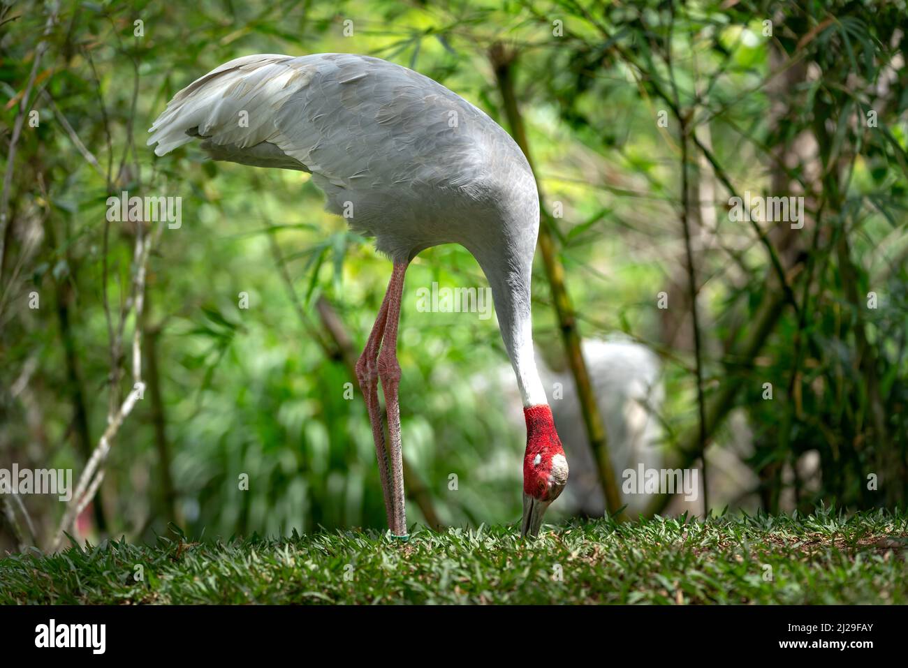 Rotkronenkran im Zoo in Phu Quoc, Vietnam Stockfoto