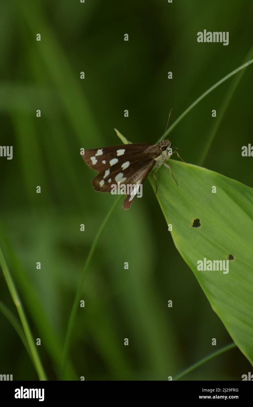 Erstaunliche Schmetterling auf grünem Blatt. Gras Dämon ( udaspes folus ) Stockfoto