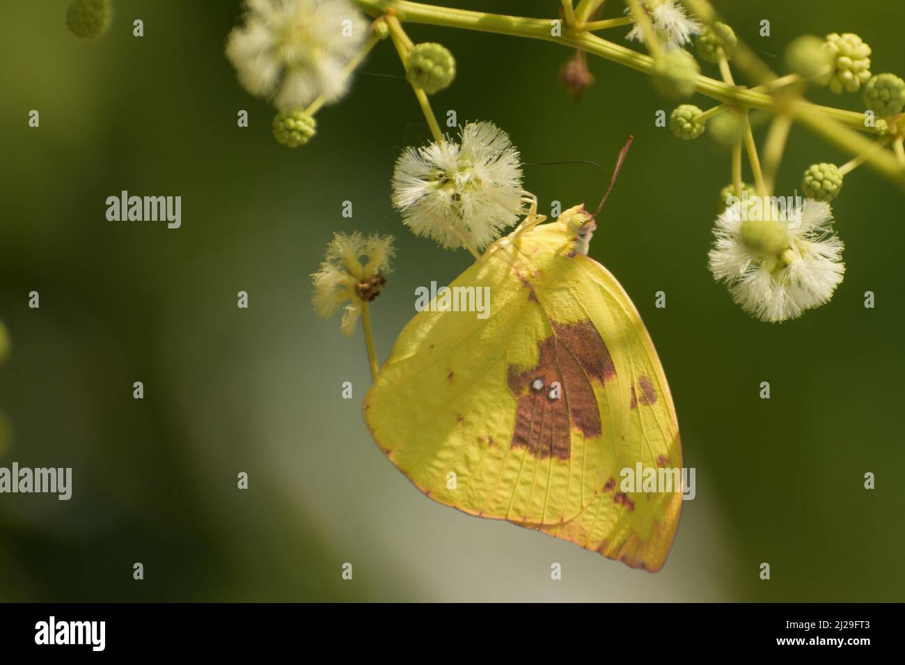 Gelber Schmetterling auf Blüte (Catopsilia pomona) Stockfoto