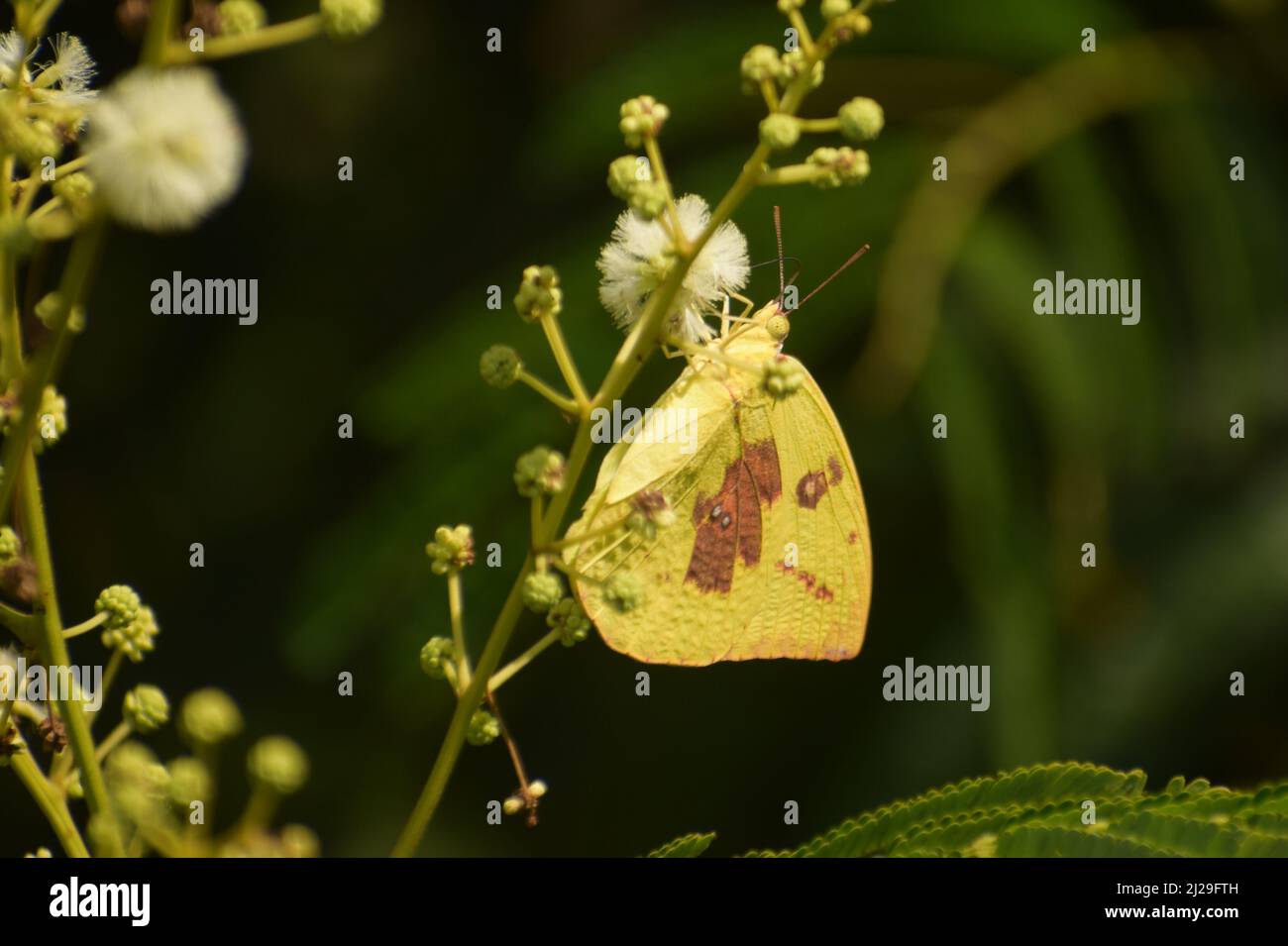 Erstaunliches Foto eines männlichen Auswanderers (Catopsilia pomona), der auf einer Blume sitzt. Stockfoto