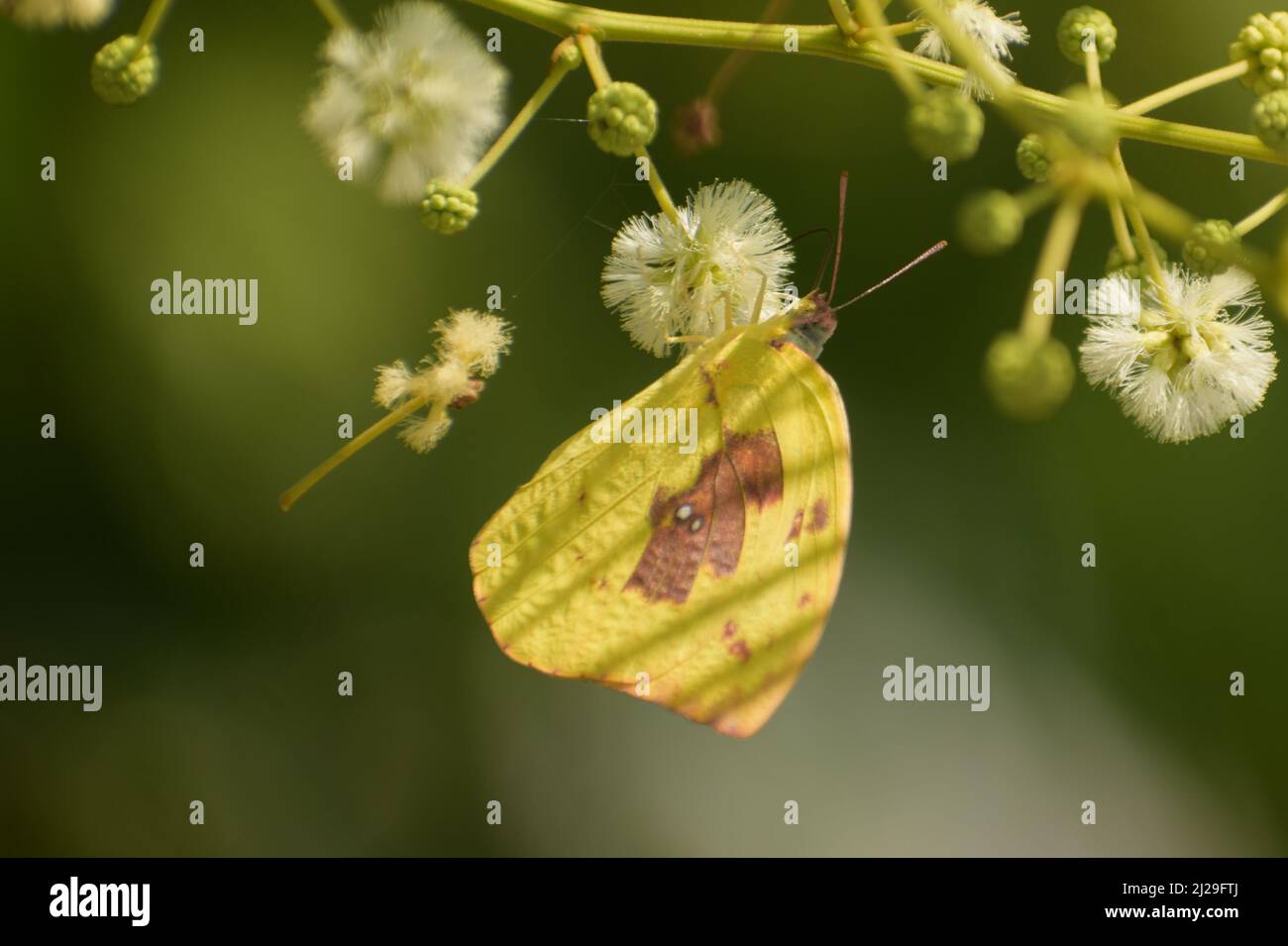 Gewöhnlicher Auswanderermännchen (Catopsilia pomona) Schmetterling, der tagsüber auf der Blüte sitzt. Stockfoto