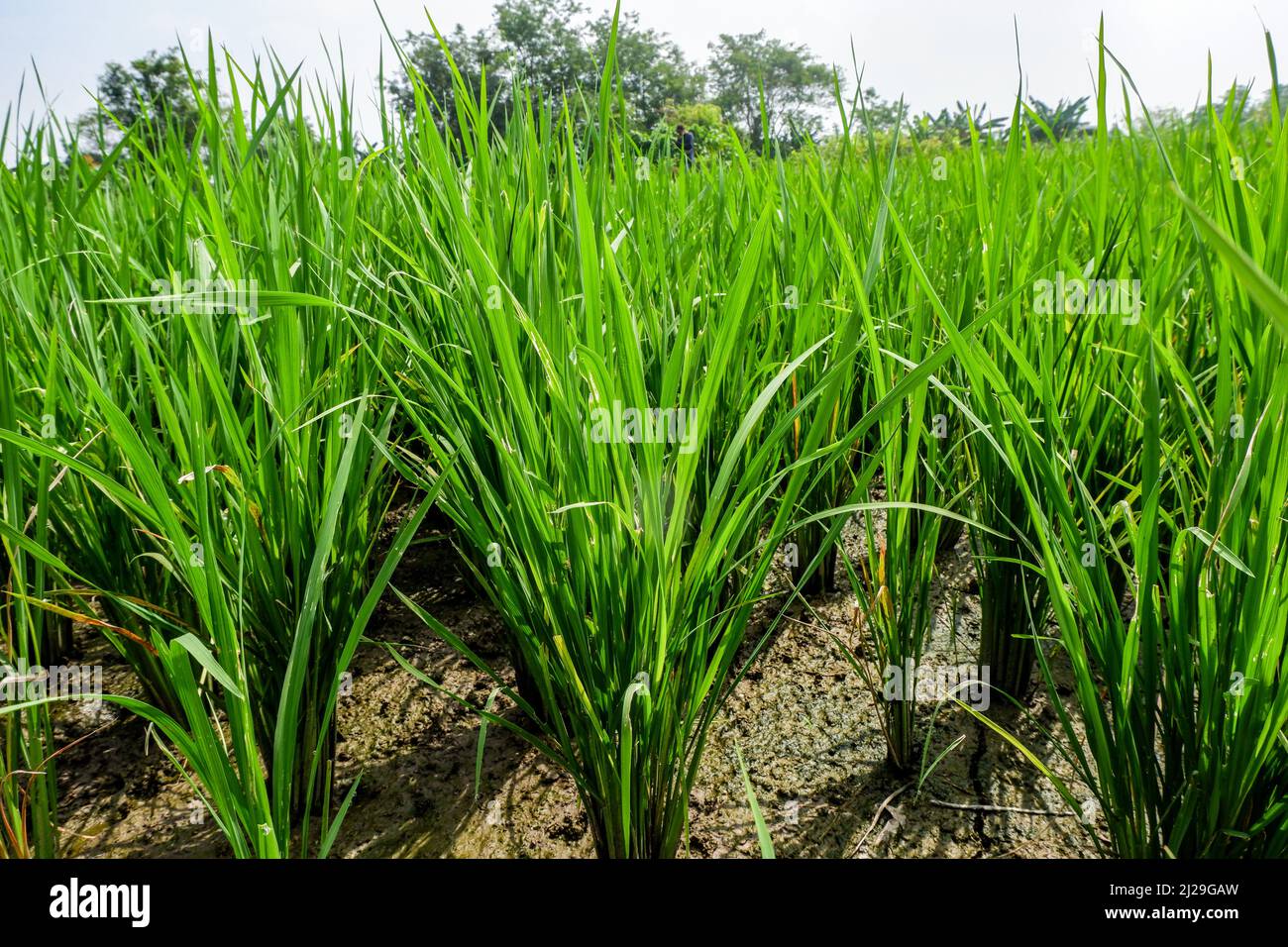 Junge Reispflanzen. Das Pflanzenangebot ist noch 30 Tage alt. Pflanzen sehen gesund und frisch aus. Landwirtschaftliche Bedingungen in Indonesien Stockfoto