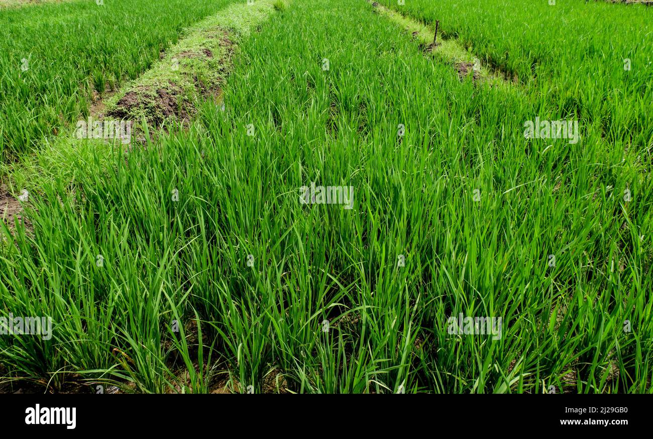 Junge Reispflanzen. Das Pflanzenangebot ist noch 30 Tage alt. Pflanzen sehen gesund und frisch aus. Landwirtschaftliche Bedingungen in Indonesien Stockfoto