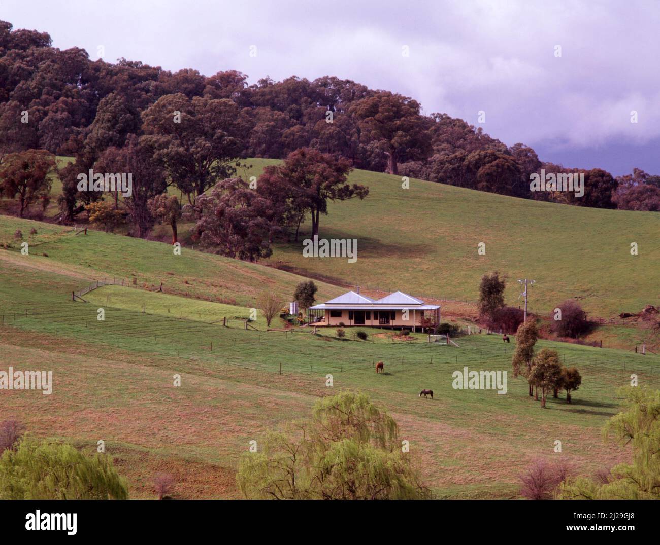 Blick über ein landwirtschaftliches Anwesen mit grasenden Pferden in der Nähe des Bauernhauses, New South Wales, Australien. Stockfoto