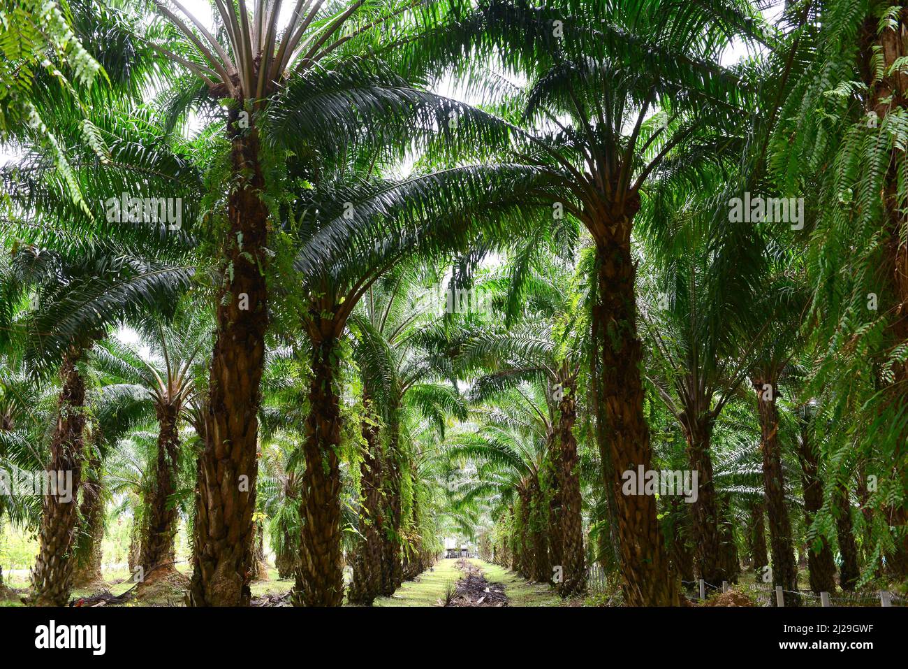 Ölpalme im Garten wird Oilpalm in der kommerziellen Landwirtschaft zur Herstellung von Palmöl verwendet, einem essbaren Pflanzenöl, das gewonnen wird Stockfoto