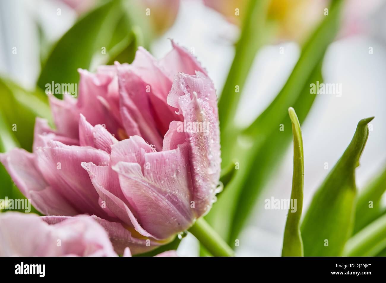 Pfingstrosen-förmige Tulpen-Foto in einem Strauß. Makrofoto von Blumen. Frühlings- und Feiertagskonzept, Geschenke für den internationalen Frauentag vom 8. März. Vorderansicht. Stockfoto