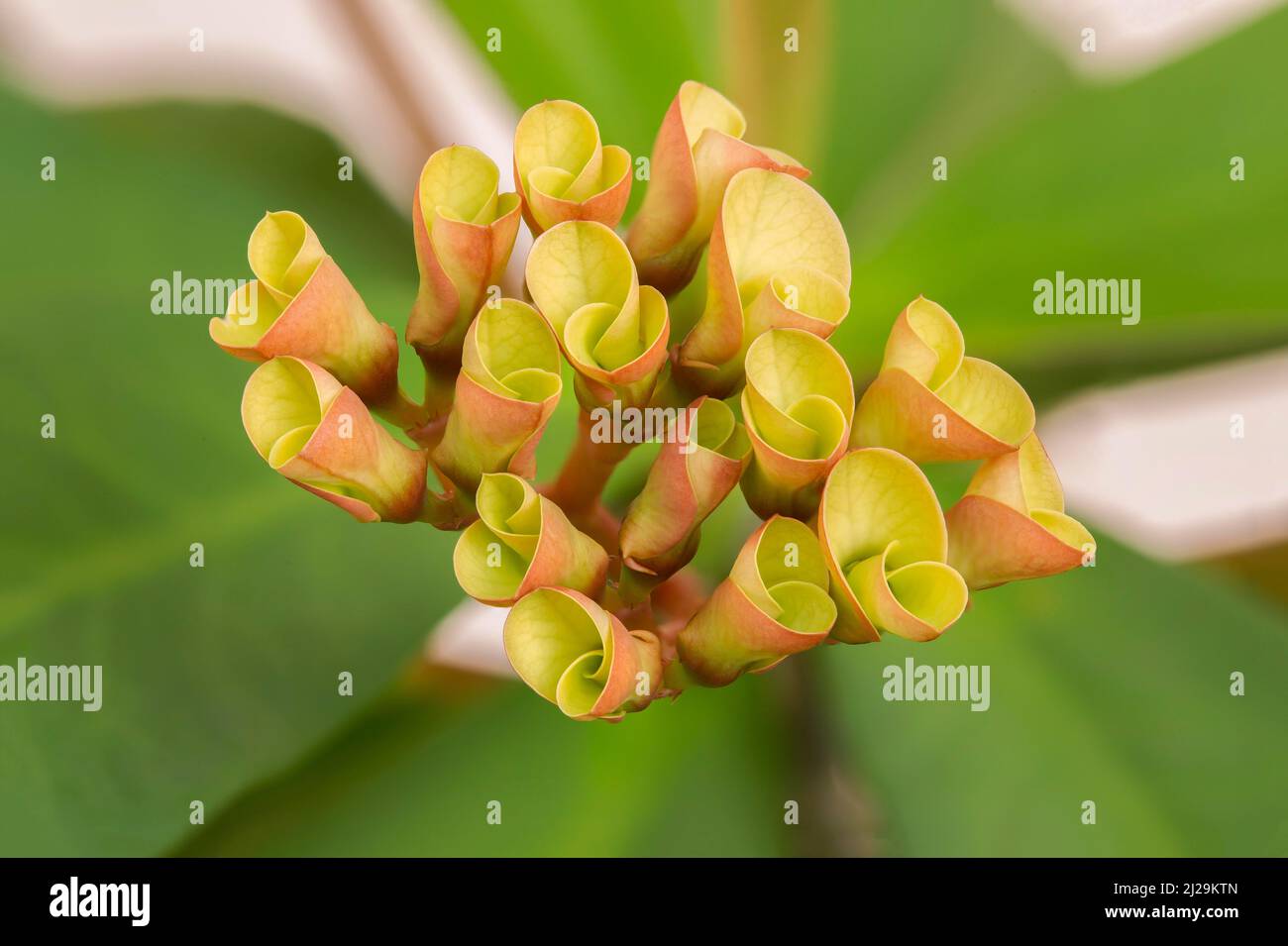 Dornenkrone, auch Christuspflanze oder Christdorn genannt, ist eine blühende Pflanze aus Madagaskar. Mauritius, Ostafrika Stockfoto