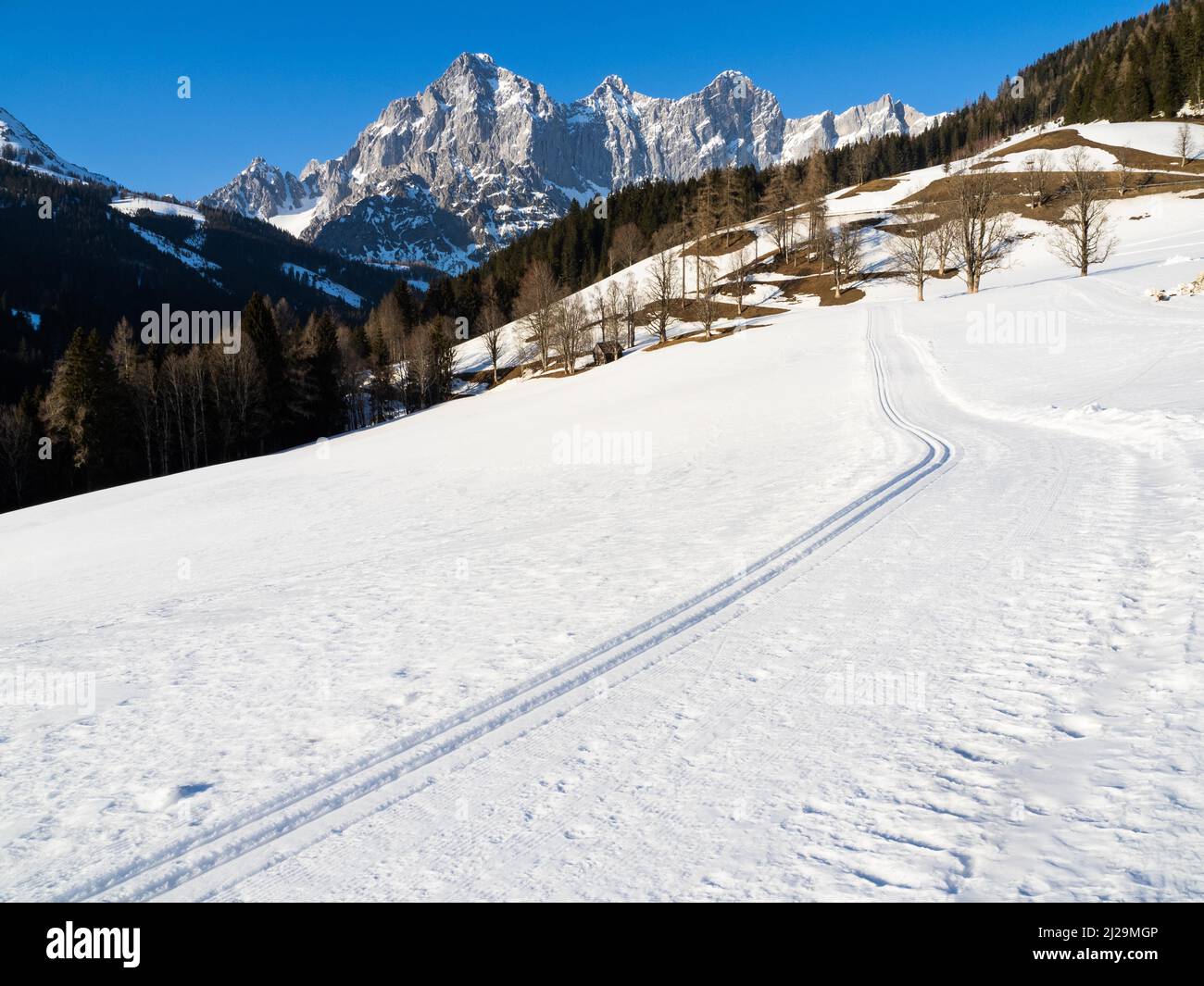 Blauer Himmel über Winterlandschaft, Langlaufloipe vor dem Dachsteingebirge mit Gipfeln wie Torstein, Mitterspitz, hoher Dachstein Stockfoto