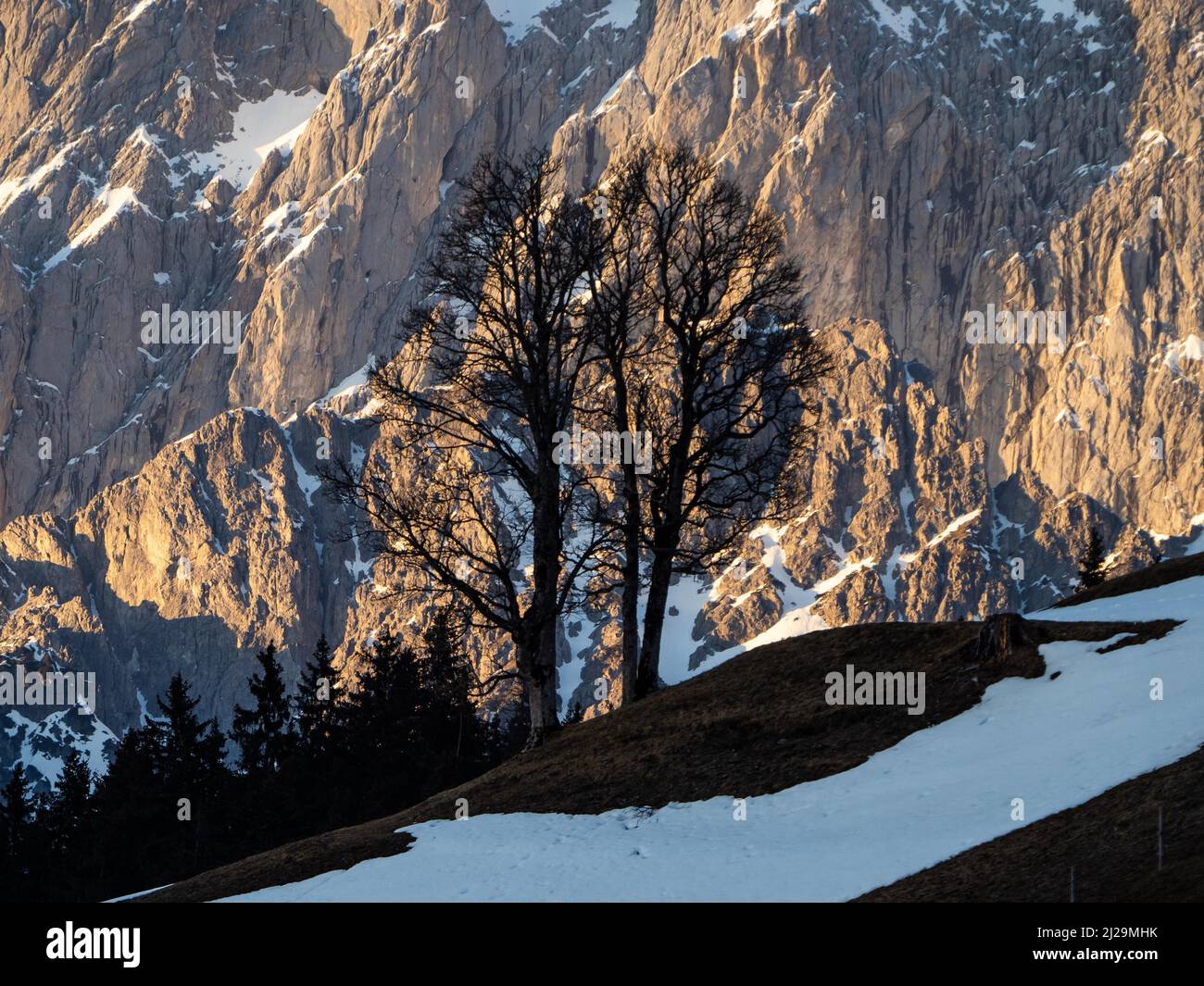 Karger Baum im Abendlicht vor der Dachstein Südwand, Hierzegg bei Ramsau am Dachstein, Steiermark, Österreich Stockfoto