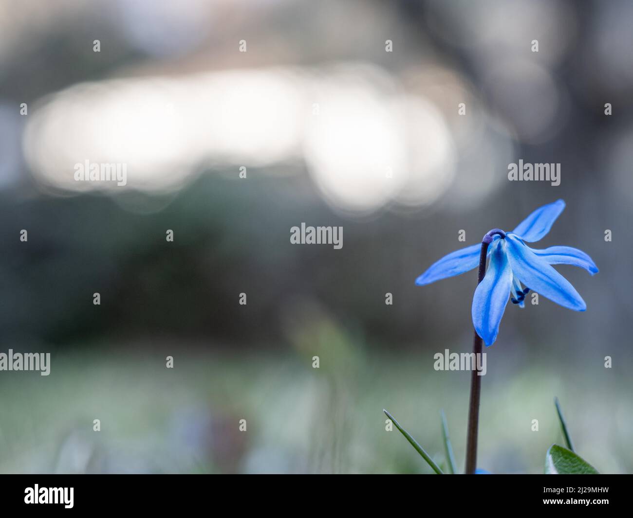 Sibirischer sibirischer Tintenschill (Scilla siberica), Leoben, Steiermark, Österreich Stockfoto