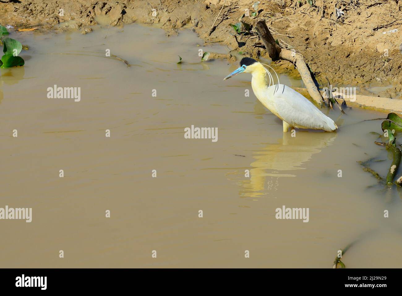 Kappreiher (Pilherodius pileatus), Pantanal, Mato Grosso, Brasilien Stockfoto