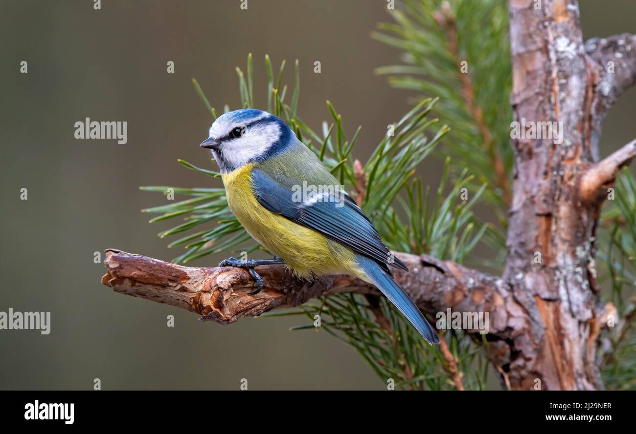 Blaumeise (Parus caeruleus), sitzend auf einem Ast, Terfens, Tirol, Österreich Stockfoto