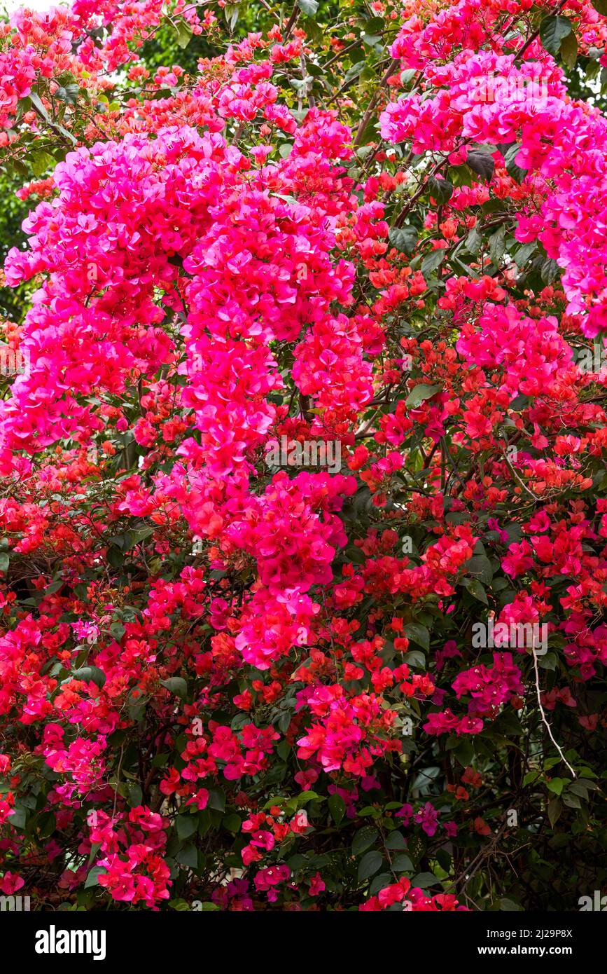 Nahaufnahme der schönen blühenden Bougainvillea im Garten Stockfoto