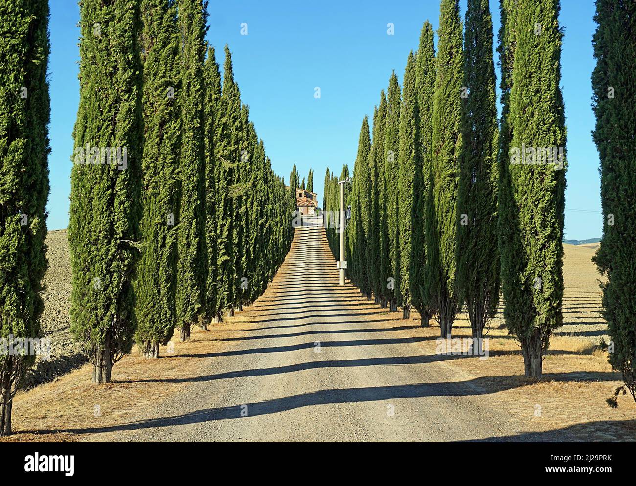 Zypresse (Cupressus) Zypressenallee Poggio Covili Landgut, trockene Landschaft im Sommer, Bagno Vignioni, San Quirico dOrcia, Val dOrcia, Provinz Siena Stockfoto